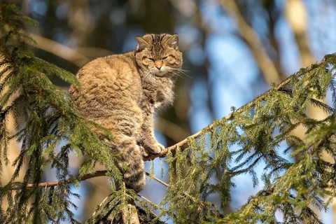 Wildcat (Felis silvestris)