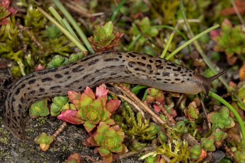 Great grey slug (Limax maximus)