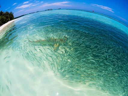 Fish swarm with sardines and hunting Blacktip reef shark (Carcharhinus melanopterus) in shallow water near the shore