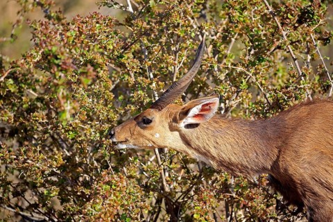 Cape bushbuck (Tragelaphus sylvaticus)