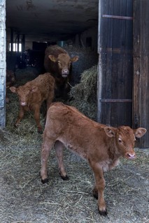 Free-running calves with mother animal at the cowshed