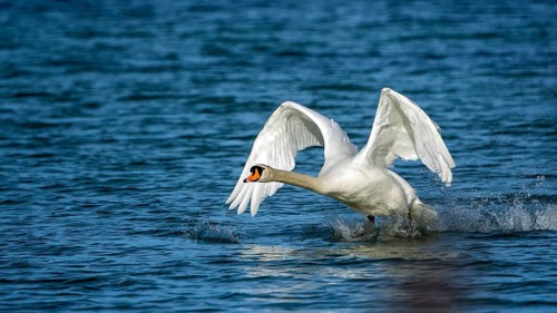 Mute swan (Cygnus olor) starts from the water
