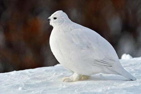 Willow ptarmigan (Lagopus lagopus)