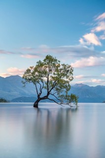 Single tree stands in water