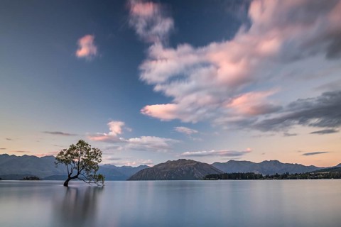 Single tree standing in water