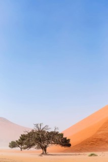 Camelthorn tree (Acacia erioloba) in front of Sand Dune
