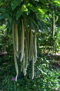 Seed pods from the Japanese Wisteria (Wisteria floribunda)