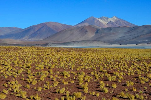 Lagune Salar de Talar mit kahlen Bergen Cerros de Incahuasi und Paso de Sica