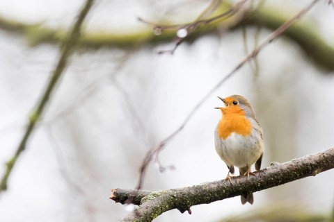 Singing European robin (Erithacus rubecula) on branch