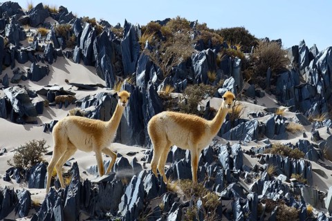 Vicuna (Vicugna vicugna) or in terrain with sand and sharp rocks