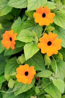 Black-eyed Susan vine (Thunbergia alata)