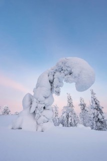 Snowy trees