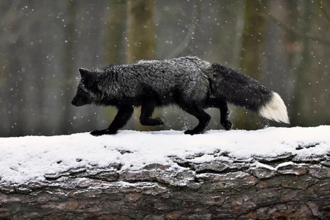 Silver fox