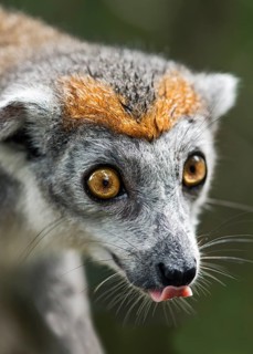 Crowned lemur (Eulemur coronatus)