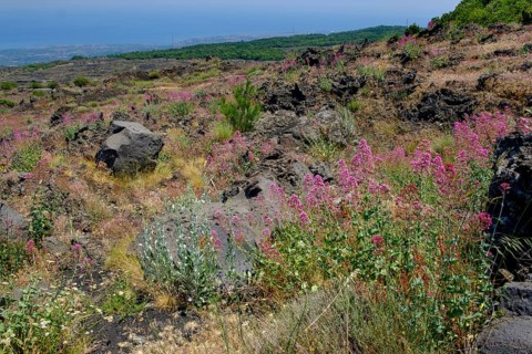 Flowering vegetation on lava fields