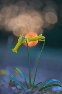 Cyclamen-flowered daffodil (Narcissus cyclamineus) with light reflections