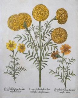 Marigold (Tagetes)