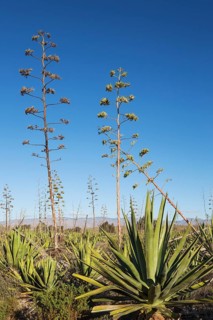 Century plants (Agave americana)
