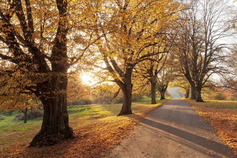 Tree-lined avenue in autumn