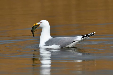 Yellow-legged gull (Larus michahellis)
