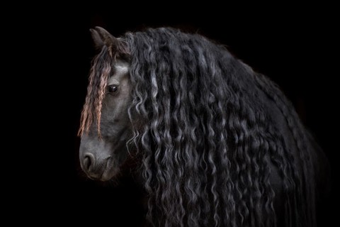 Friese (Equus)