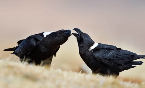 White-necked ravens (Corvus albicollis)