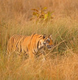 Bengal tiger (Panthera tigris tigris)