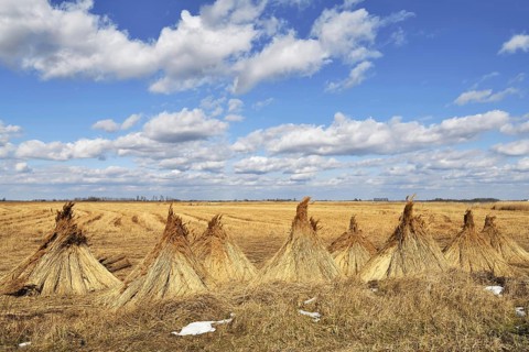 Reed (Poales) set up to dry