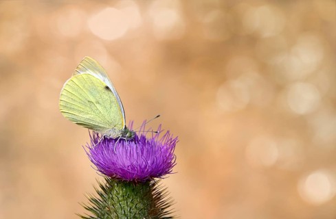 Small cabbage white butterfly (Pieris rapae) is sitting on Creeping thistle (Cirsium arvense)