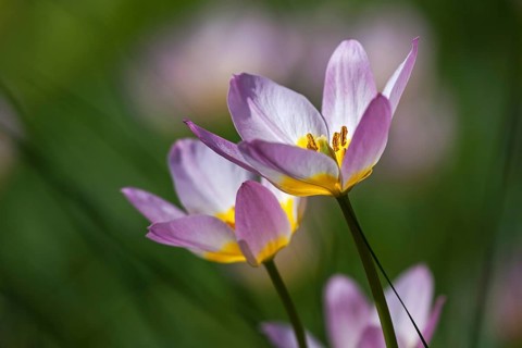 Rosy wild tulips (Tulipa humilis)