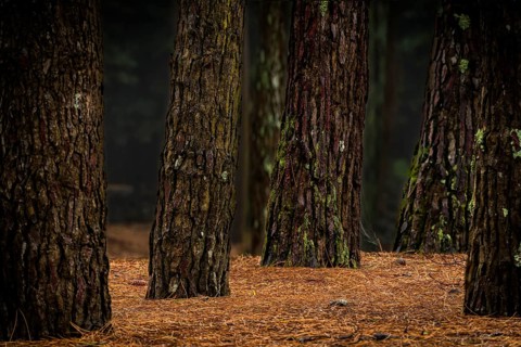 Larches (Larix)