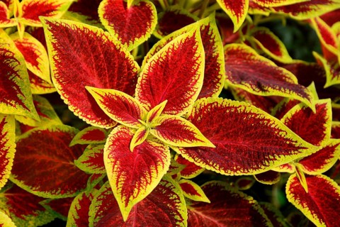 Coleus nettle (Solenostemon scutellarioides)