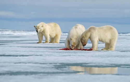 Polar bears (Ursus maritimus)