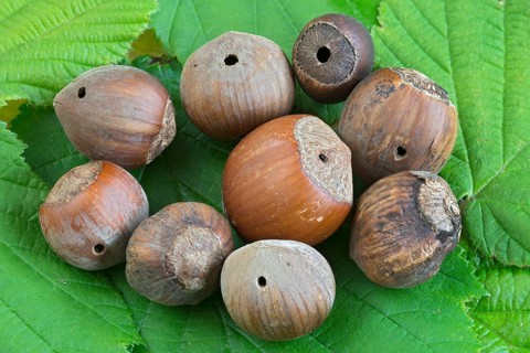 Feeding marks of Nut weevil (Curculio nucum) in hazelnuts