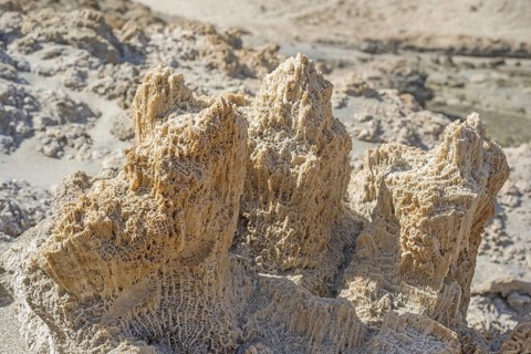 Coral fossils