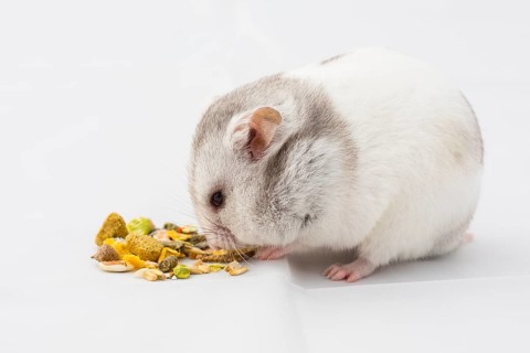 Syrian hamster (Mesocricetus auratus) while eating