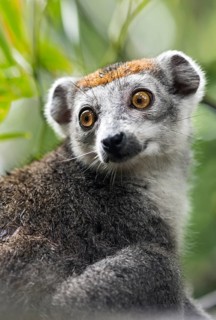 Crowned lemur (Eulemur coronatus)