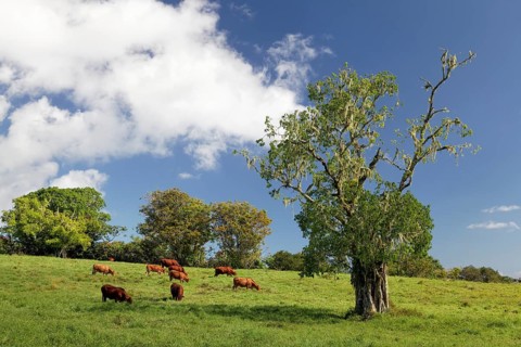 Cattle on pasture