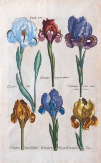 Various types of errors (Iris)