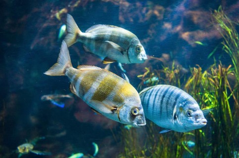 Zebra seabream (Diplodus cervinus) and sand steenbras (Lithognathus mormyrus) in an aquarium