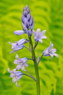 Spanish bluebell (Hyacinthoides hispanica)