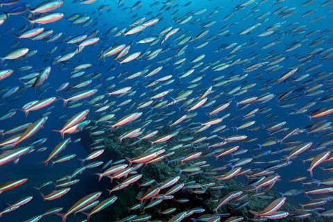 Fish swarm Neon fusiliers (Pterocaesio tile) Indian Ocean