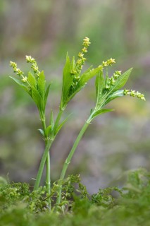 Dog's mercury (Mercurialis perennis)