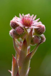 Common Houseleek (Sempervivum tectorum)