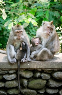 Crab-eating macaques (Macaca fascicularis)