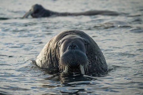 Walrus (Odobenus rosmarus)