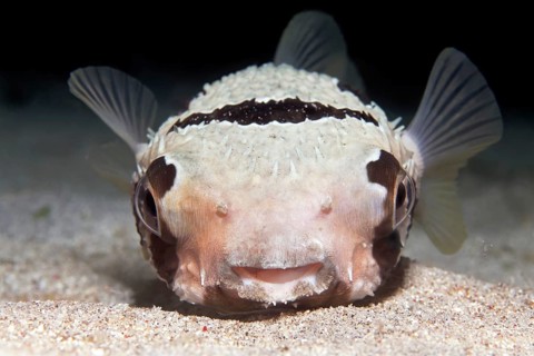 Black-blotched porcupinefish (Diodon liturosus) from front