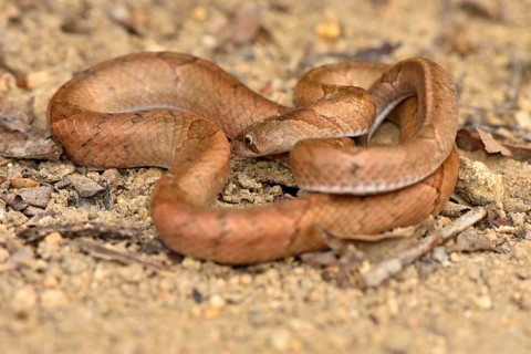 In 2017 discovered subspecies of the kukri snake (Oligodon culaochamensis)
