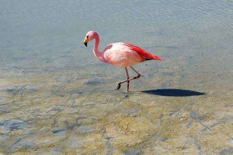 James's flamingo (Phoenicoparrus jamesi)