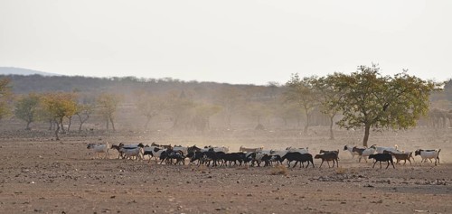 Herd of goats in dry savannah
